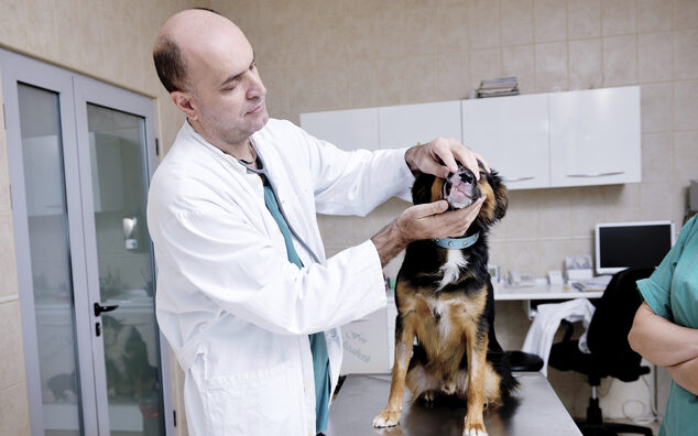 AKC Pet Health Insurance