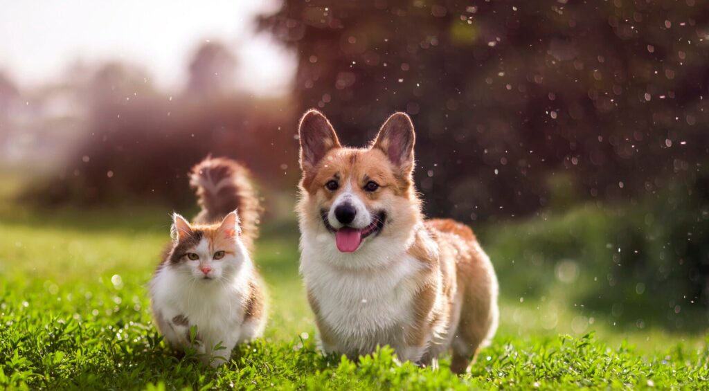 Best Pet Health Insurance